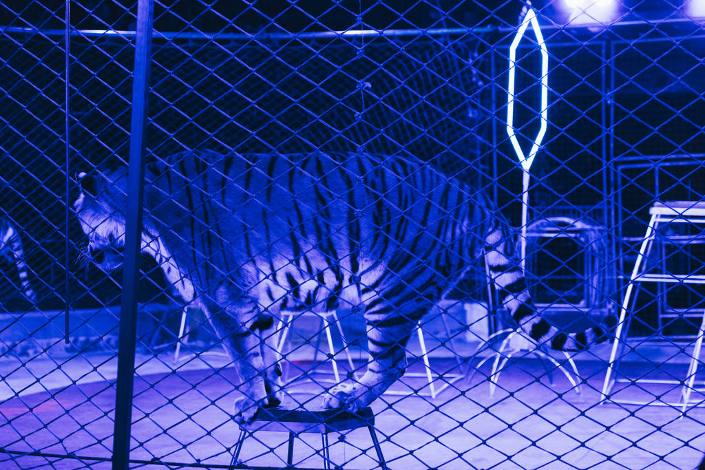 Kijów, Ukraina - 1 listopada 2019: Tygrysy ze sprzętem i neonem na arenie w cyrku  - Zdjęcie, obraz
