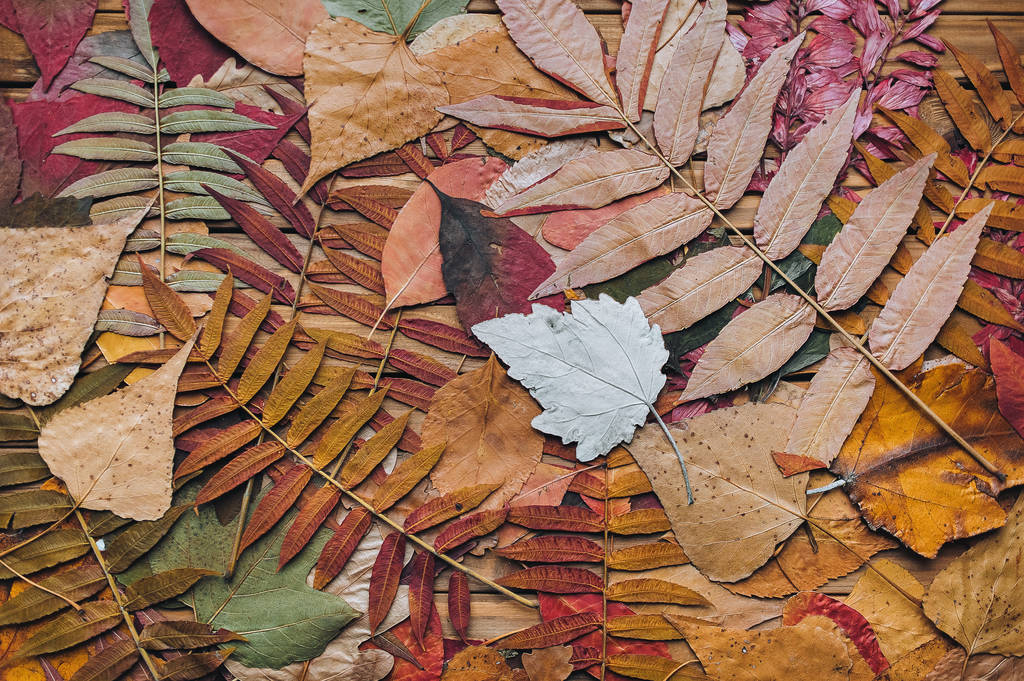 Muitas folhas secas de outono bonitas no fundo de madeira marrom. Composição do herbário
. - Foto, Imagem