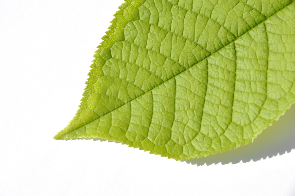 Plant leaf - Photo, Image