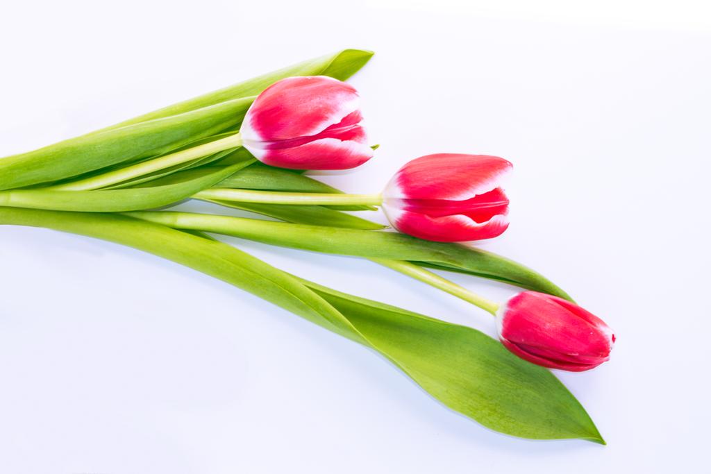 Kevään värikkäitä kukkia tulppaanit
  - Valokuva, kuva