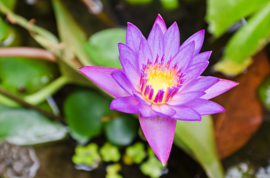 detail krásné fialové Lotosový květ - Fotografie, Obrázek