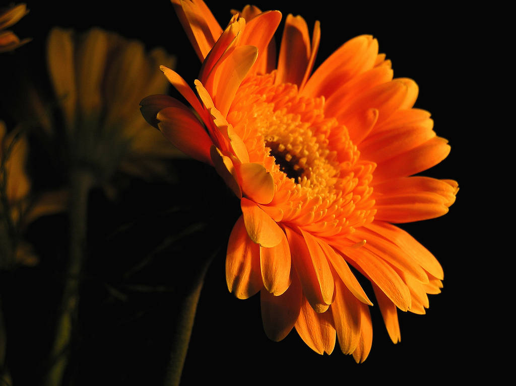 пелюстки квітки гербери, розквіт
  - Фото, зображення