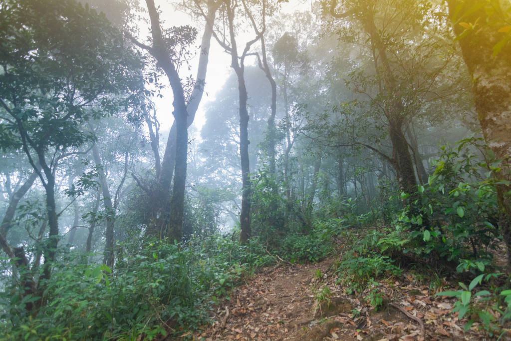 passarela de terra em plantas de floresta tropical no parque internacional mon jong Chaingmai, Tailândia
 - Foto, Imagem