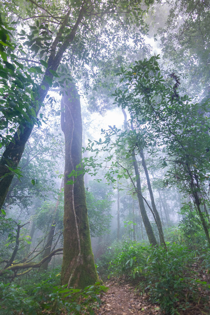 tropical rainforest plants at mon jong international park Chaingmai, Thailand - Photo, Image