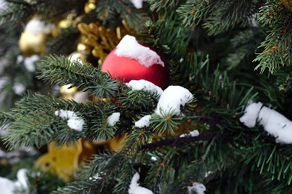 Різдвяні прикраси на гілці ялини на снігу
 - Фото, зображення