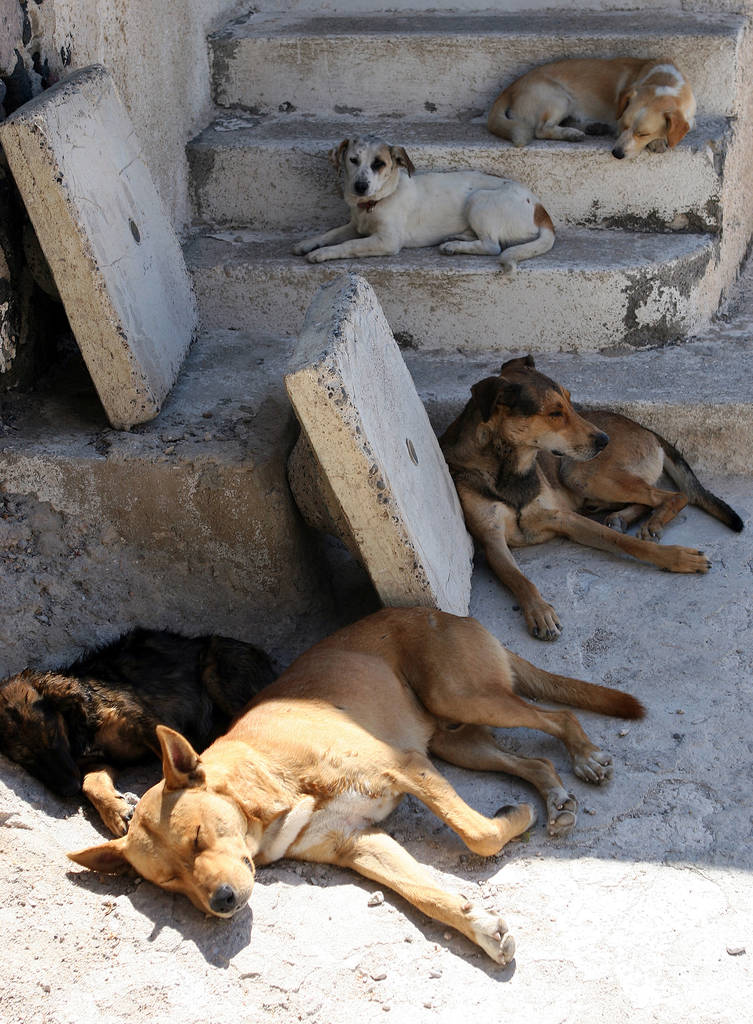 Hunde sind ein häufiger Anblick auf Santorini. In der Regel sind es streunende Hunde, die nachts in Gruppen durch die Dörfer ziehen (ihr Heulen und Schreien hat mich mehr als einmal in der Nacht geweckt) - immer auf der Suche nach - Foto, Bild