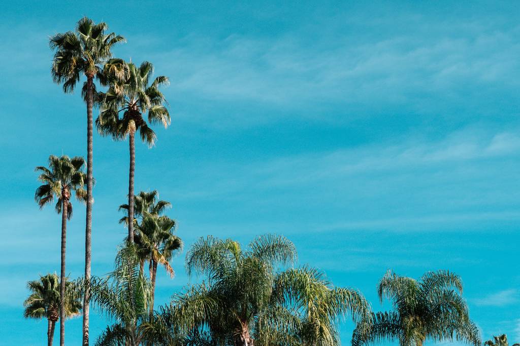 Baixo ângulo tiro de belas palmeiras sob o céu azul claro
 - Foto, Imagem