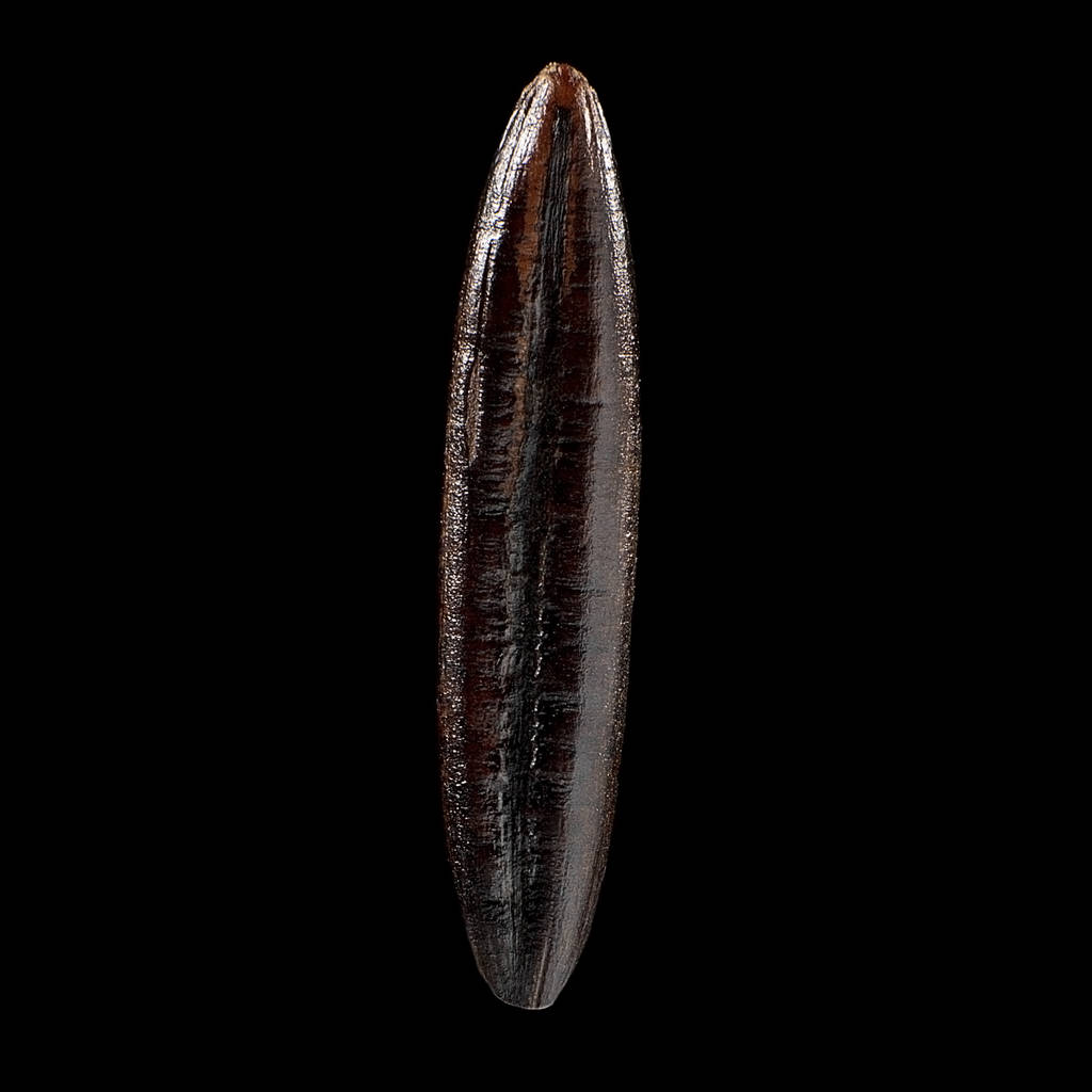Macro disparo de semilla sobre fondo negro aislado, primer plano
 - Foto, imagen