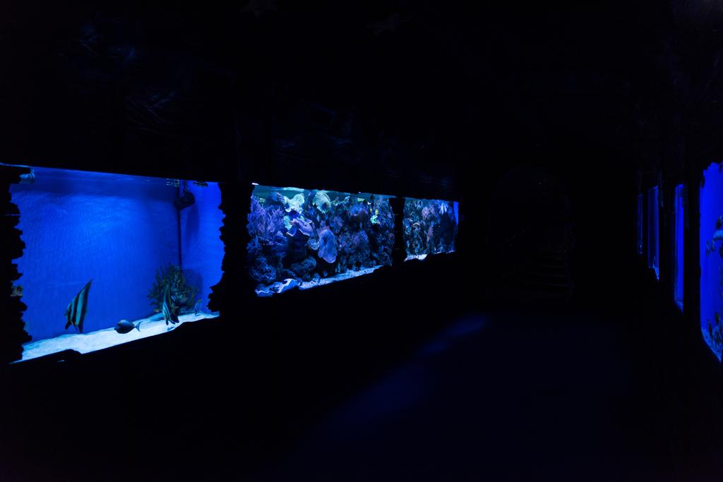 риби, що плавають під водою в акваріумах з синім освітленням в океанаріумі
 - Фото, зображення