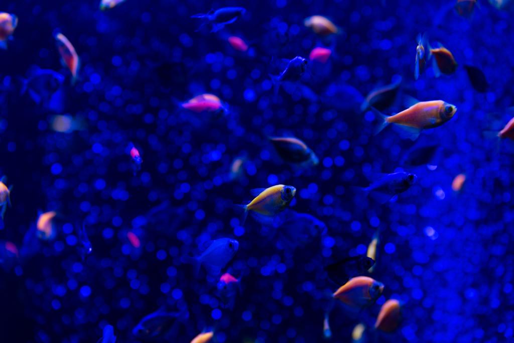 ψάρια που κολυμπούν κάτω από το νερό στο ενυδρείο με μπλε φωτισμό - Φωτογραφία, εικόνα
