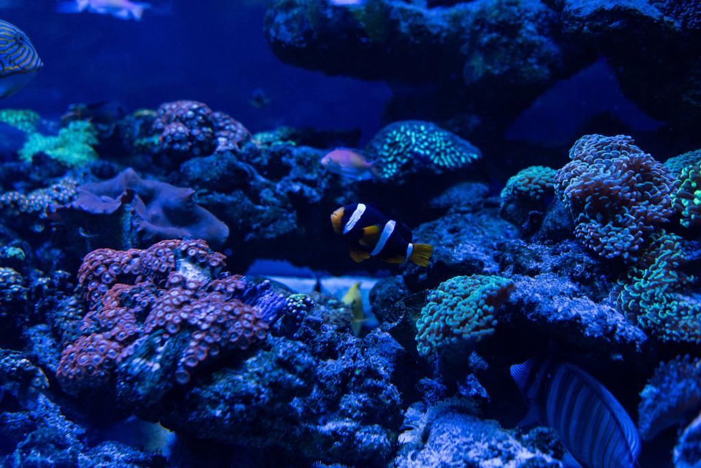ryby pływające pod wodą w akwarium z koralami - Zdjęcie, obraz