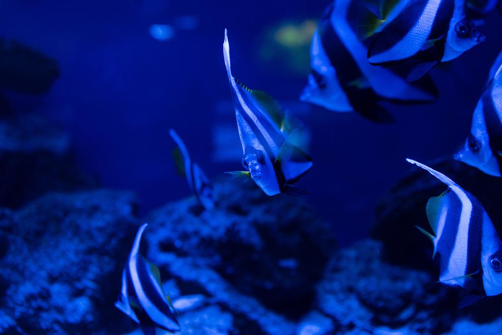 enfoque selectivo de peces rayados nadando bajo el agua en el acuario con iluminación azul
 - Foto, Imagen