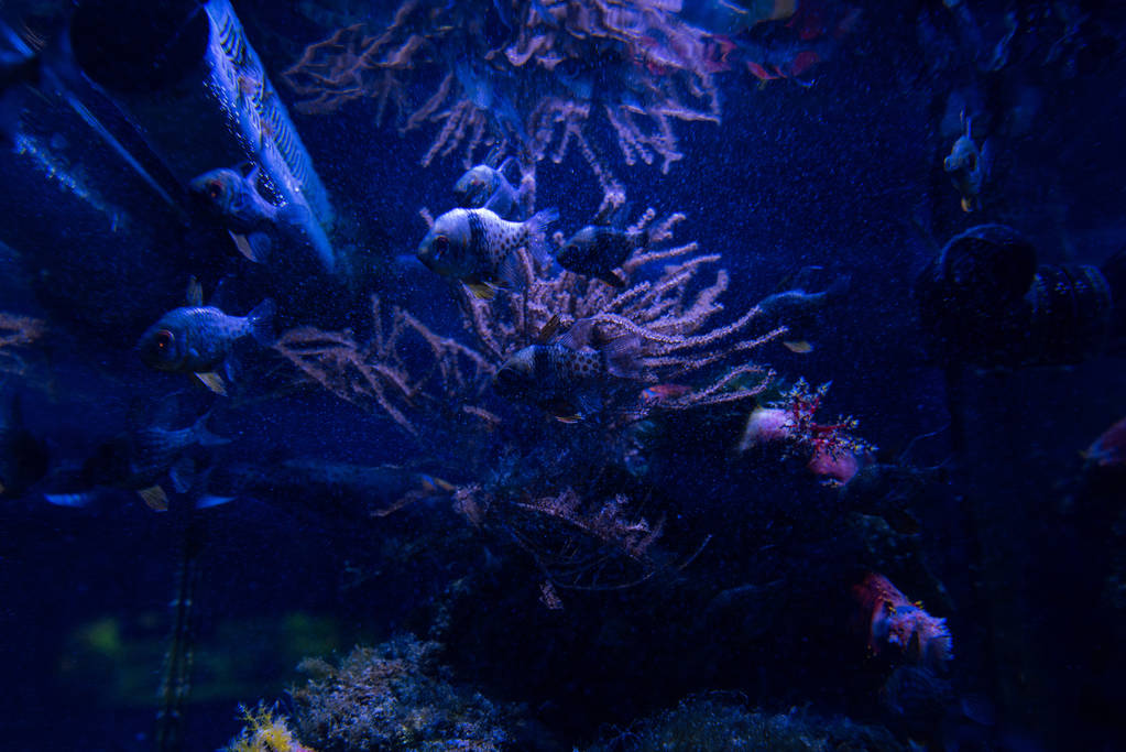 青い照明の水槽の中で泳ぐ魚は - 写真・画像