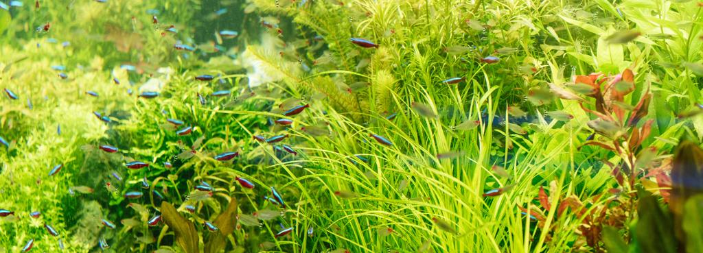 kleine vissen zwemmen onder water tussen groen zeewier in aquarium, panoramische opname - Foto, afbeelding