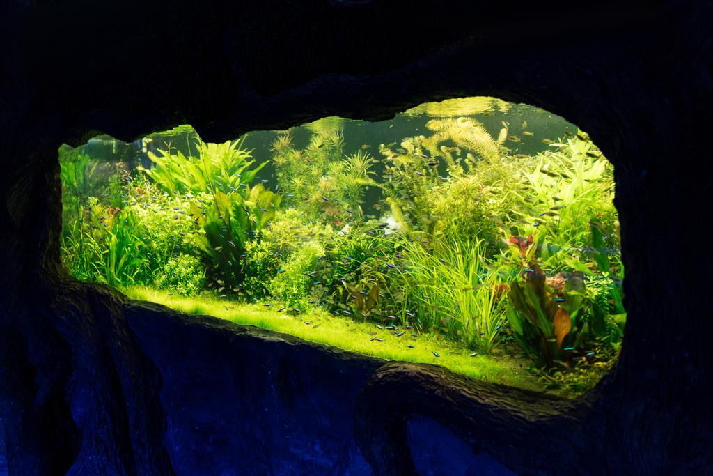small fishes swimming under water among green seaweed in aquarium - Photo, Image