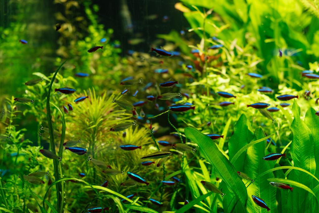 мелкие рыбки плавают под водой среди зеленых водорослей в аквариуме
 - Фото, изображение