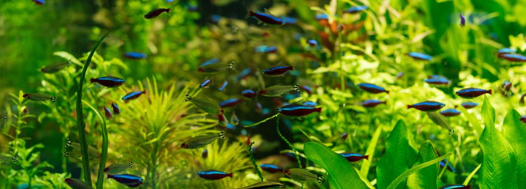 Akvaryumdaki yeşil yosunlar arasında suyun altında yüzen küçük balıklar, panoramik çekim - Fotoğraf, Görsel