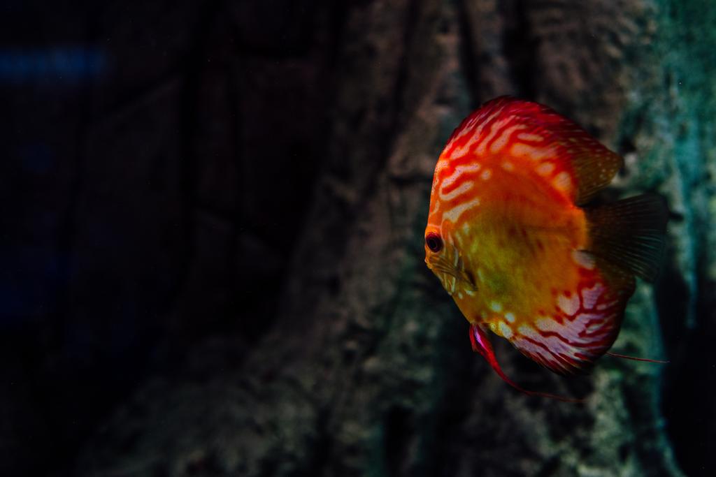 Rote Fische schwimmen unter Wasser im dunklen Aquarium - Foto, Bild