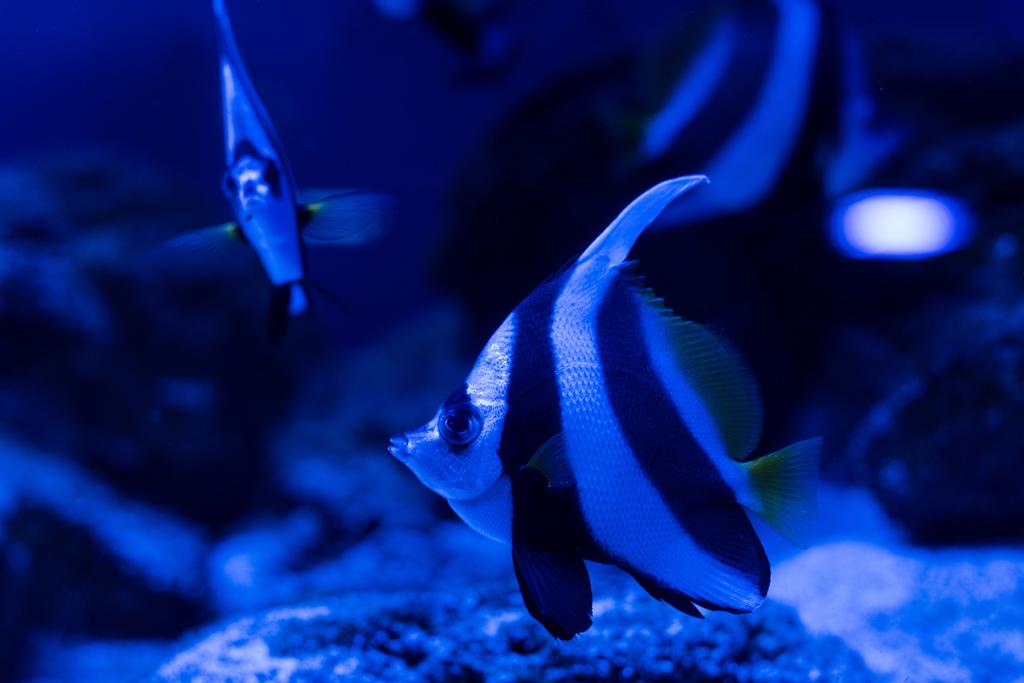 raidallinen kalat uivat veden alla akvaariossa sininen valaistus
 - Valokuva, kuva