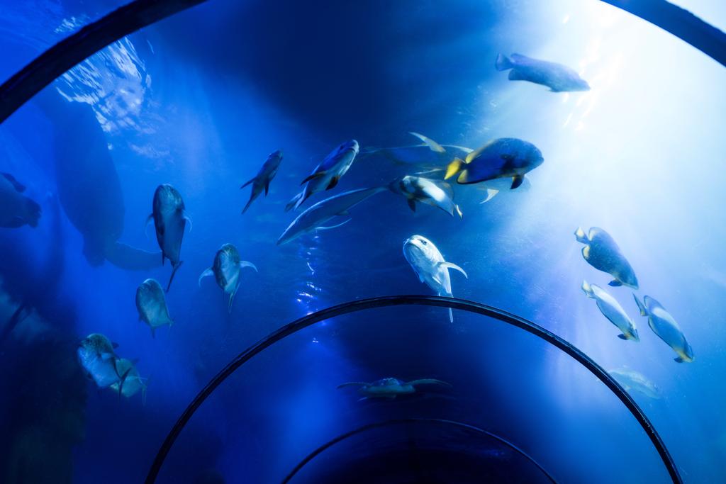 peixes nadando debaixo de água em aquário com iluminação azul
 - Foto, Imagem