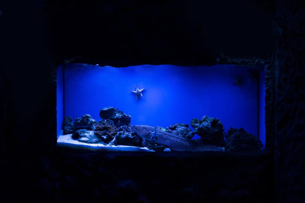青いライティングの水族館でヒトデやサンゴの近くを泳いでいます - 写真・画像