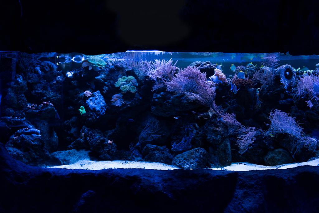 Fische schwimmen unter Wasser zwischen Korallen im Aquarium mit blauer Beleuchtung - Foto, Bild