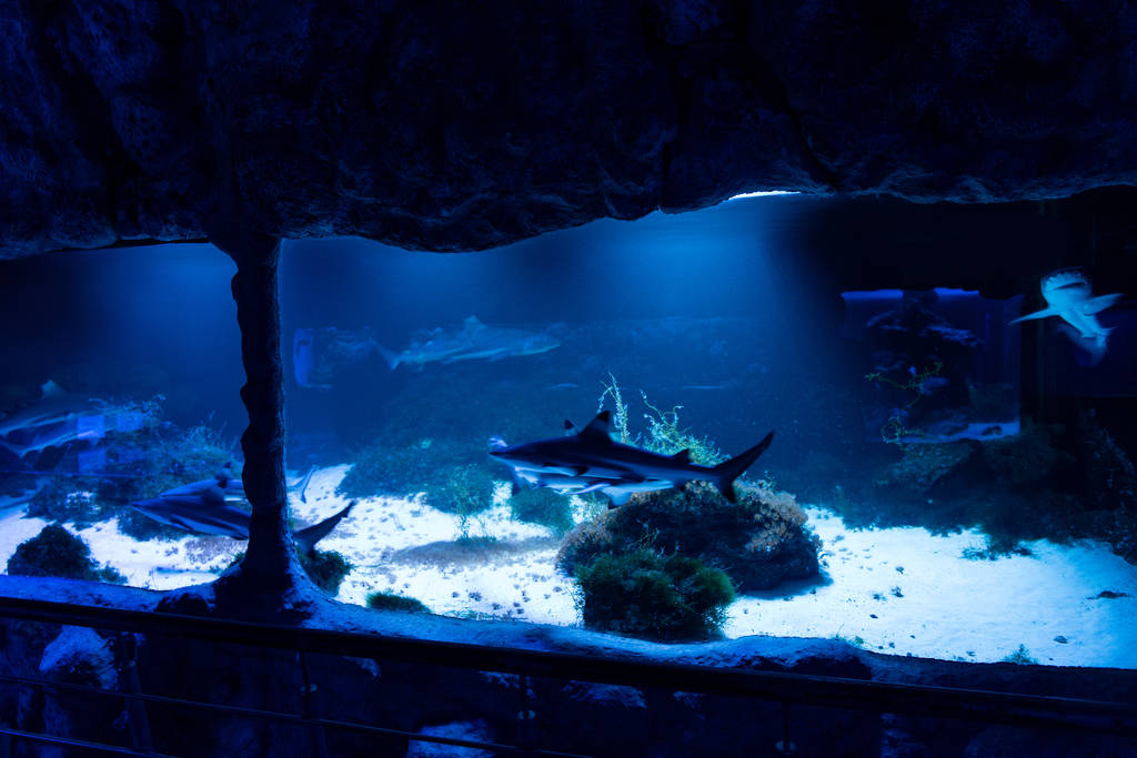 Fische schwimmen unter Wasser im Aquarium mit blauer Beleuchtung - Foto, Bild