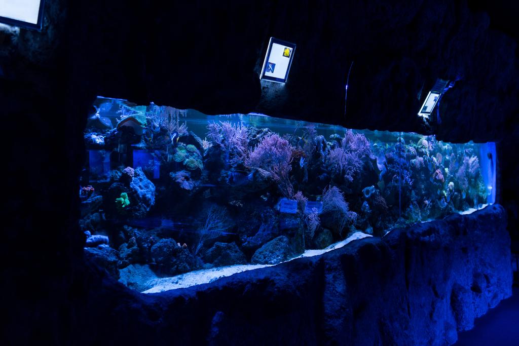 Akvaryumda mavi ışık ve mercanlarla yüzen balıklar. - Fotoğraf, Görsel