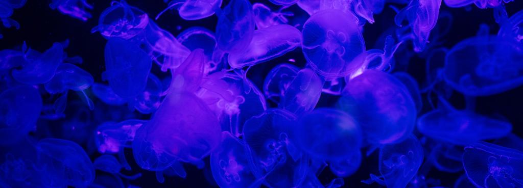 medusas nadando sob a água em aquário com iluminação azul
 - Foto, Imagem