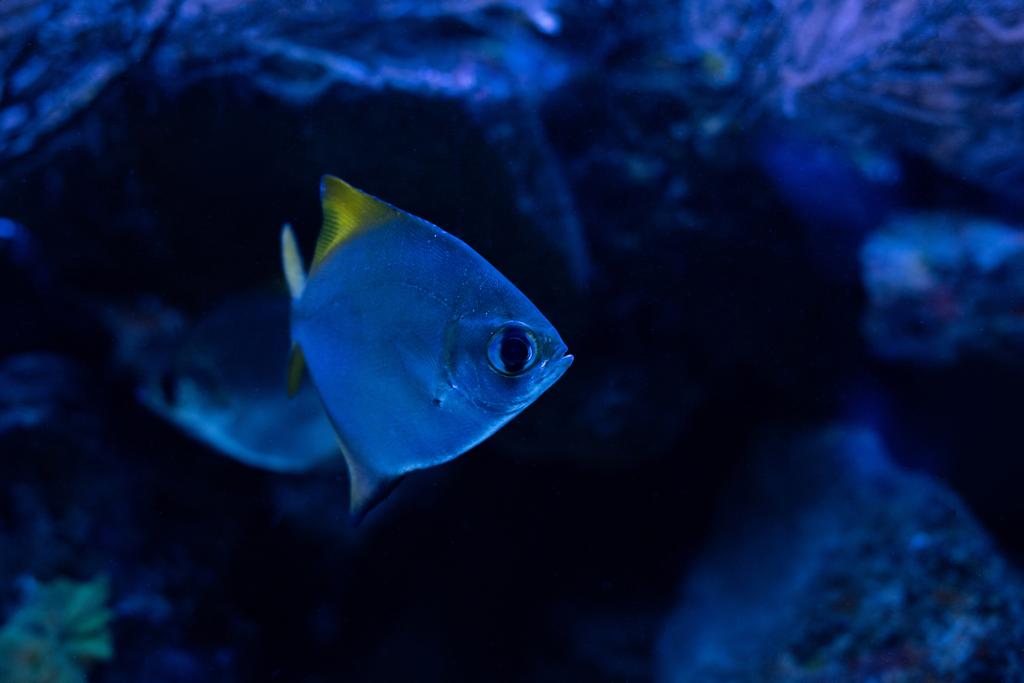kalat uinti veden alla tummassa akvaariossa sininen valaistus
 - Valokuva, kuva