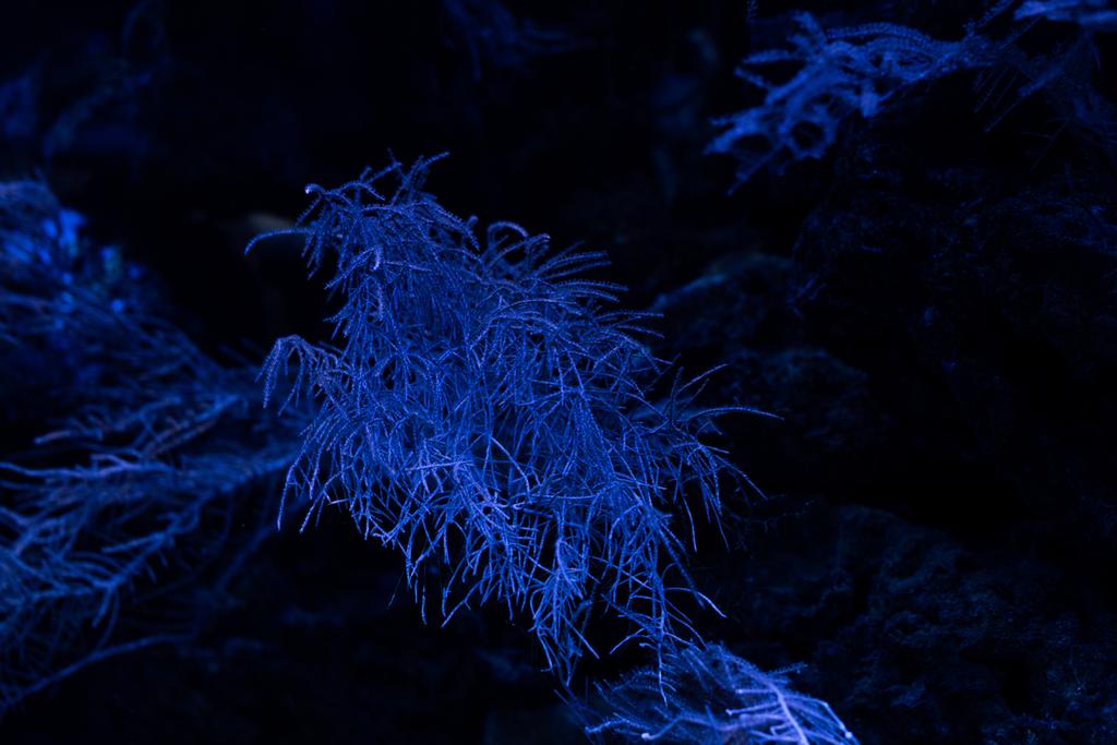 Korallen unter Wasser im Aquarium mit blauer Beleuchtung - Foto, Bild