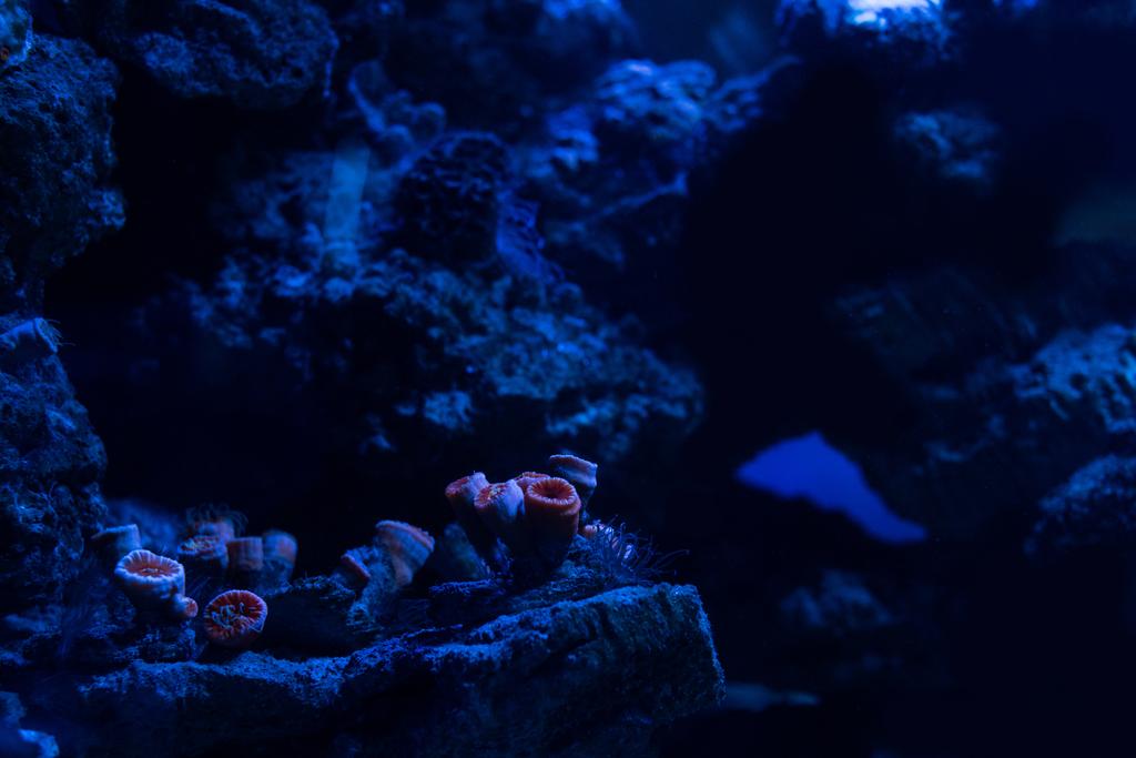 corales bajo el agua en acuario oscuro con iluminación azul
 - Foto, imagen