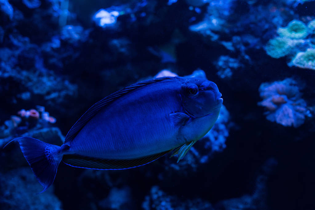 ryby pływające pod wodą w akwarium z niebieskim oświetleniem - Zdjęcie, obraz