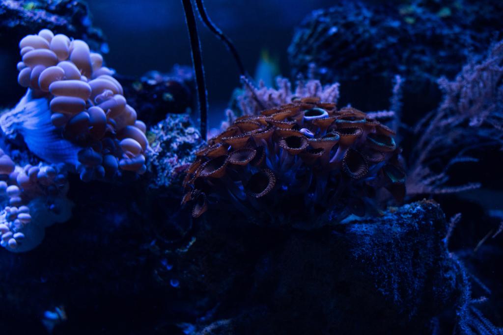 korály pod vodou v akváriu s modrým osvětlením - Fotografie, Obrázek