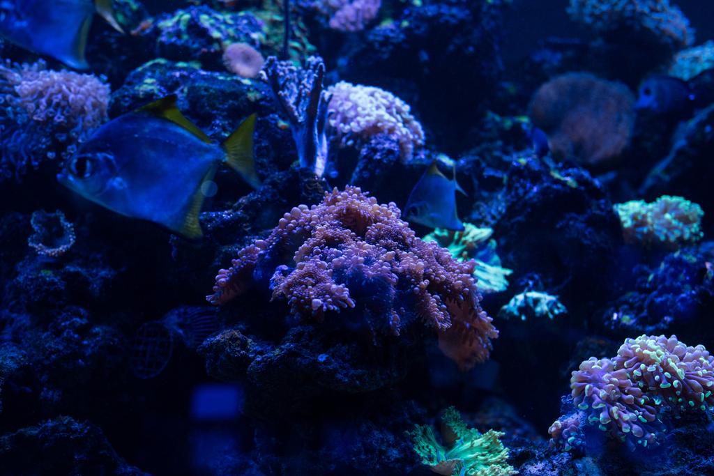halak úsznak víz alatt az akváriumban kék világítással és korallokkal - Fotó, kép
