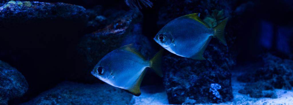 ryby plavající pod vodou v akváriu s modrým osvětlením, panoramatický záběr - Fotografie, Obrázek