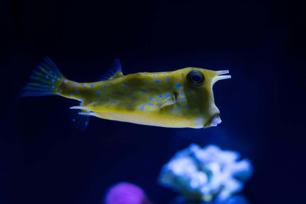 peixes amarelos exóticos nadando sob a água no aquário
 - Foto, Imagem