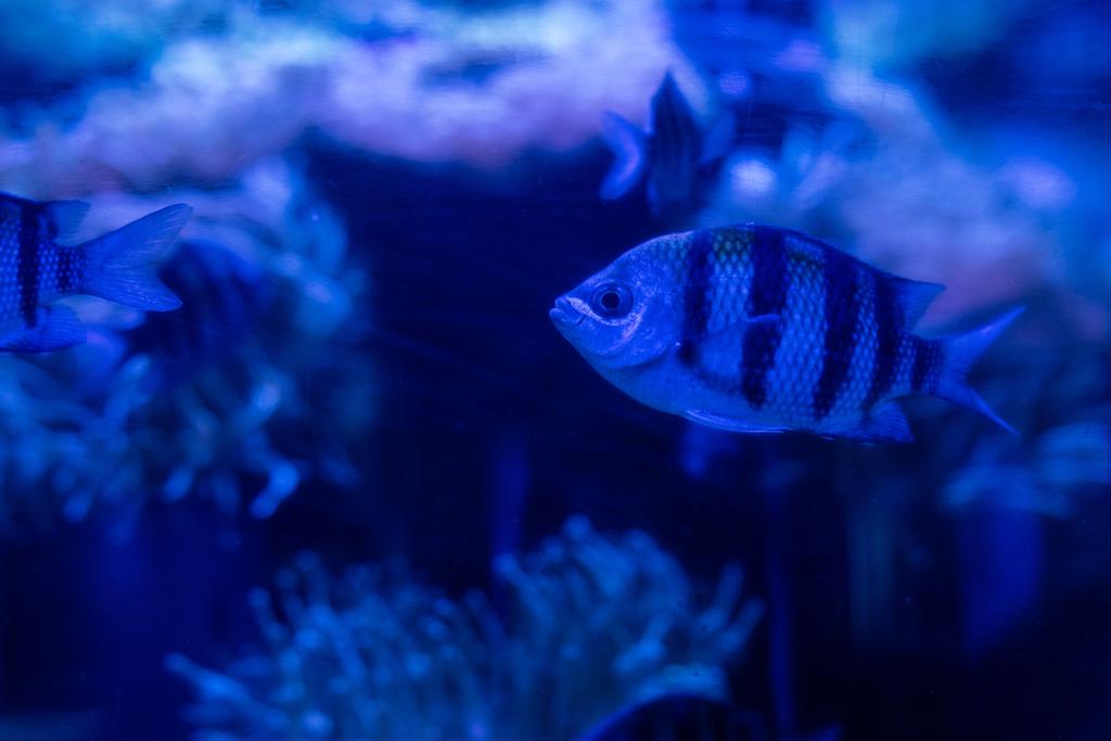 peixes listrados nadando sob a água em aquário com iluminação azul
 - Foto, Imagem