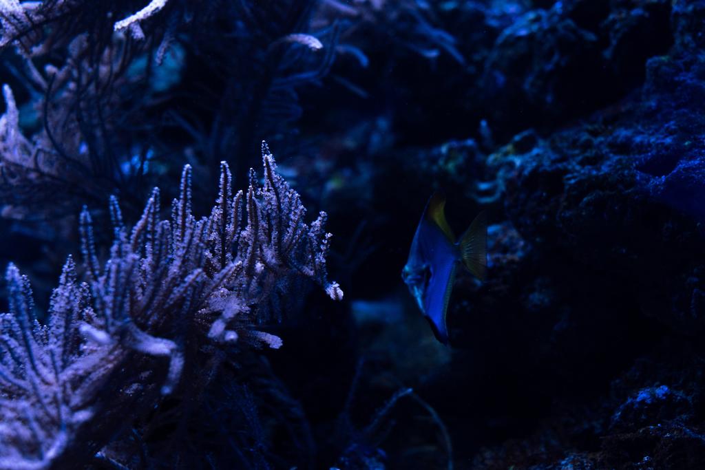 рыбы плавают под водой в темном аквариуме с кораллами
 - Фото, изображение
