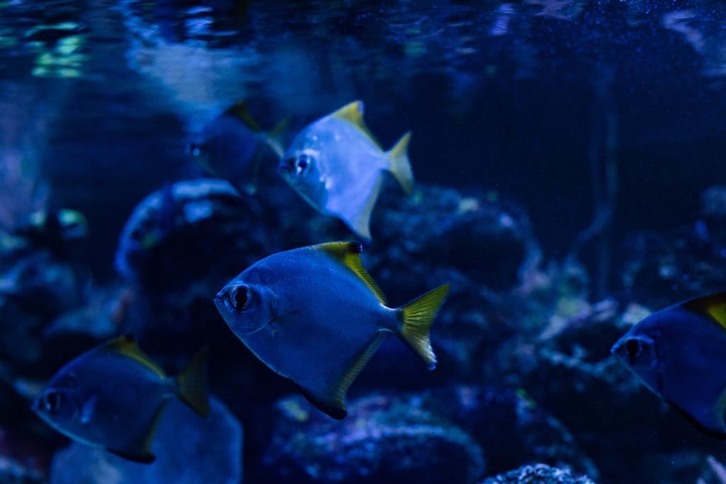 Fische schwimmen unter Wasser im dunklen Aquarium mit blauer Beleuchtung - Foto, Bild