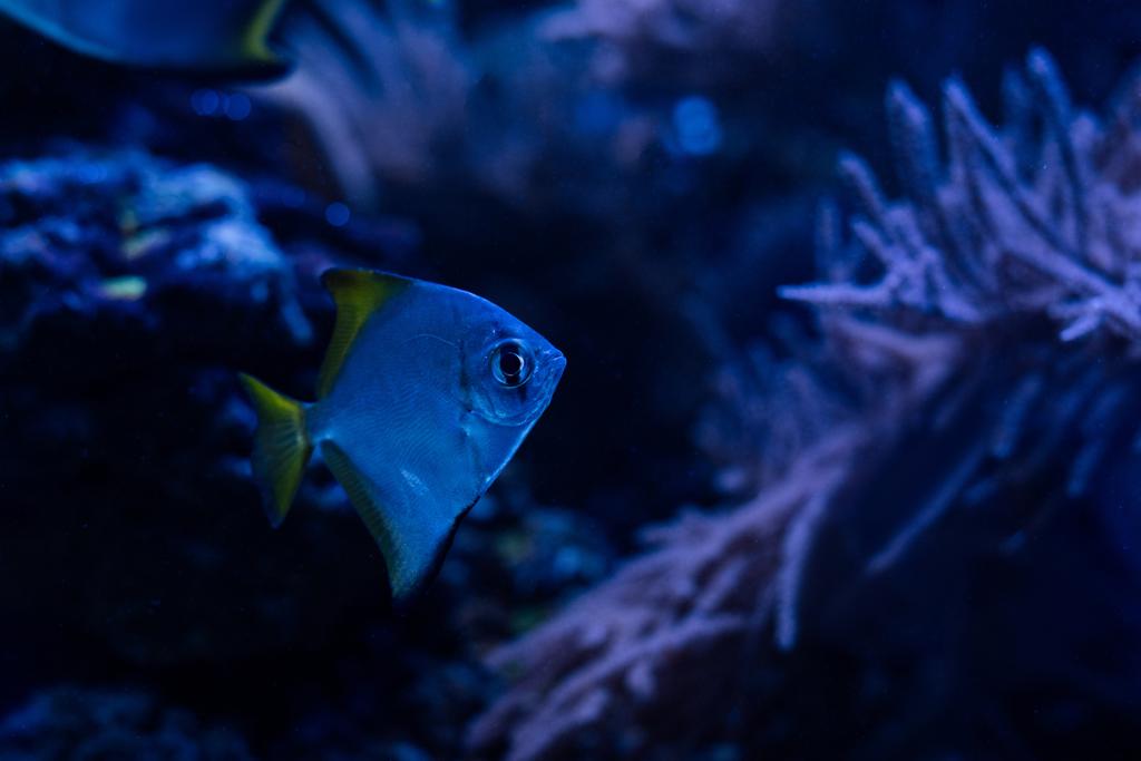 Exotische Fische schwimmen unter Wasser im dunklen Aquarium mit blauer Beleuchtung - Foto, Bild