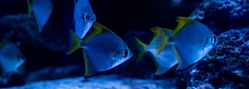 рыбы плавают под водой в аквариуме с голубым освещением, панорамный снимок
 - Фото, изображение