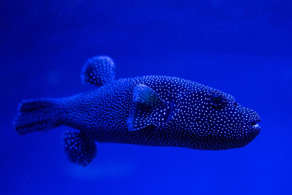 egzotyczne kropkowane ryby pływające pod wodą w akwarium z niebieskim oświetleniem neonowym - Zdjęcie, obraz