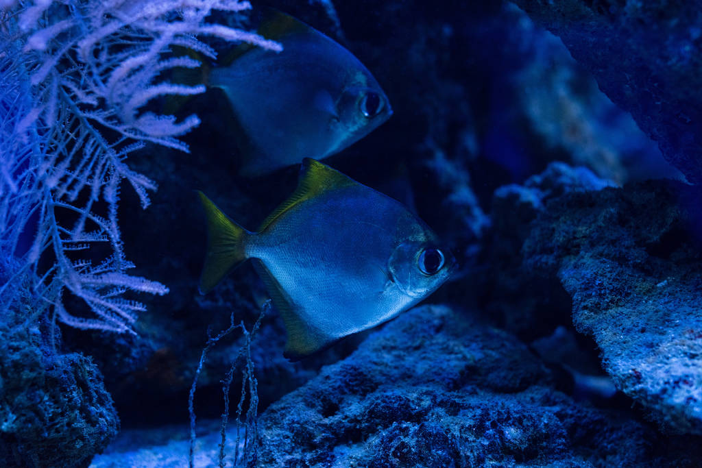 pesci che nuotano sott'acqua in acquario con illuminazione blu
 - Foto, immagini