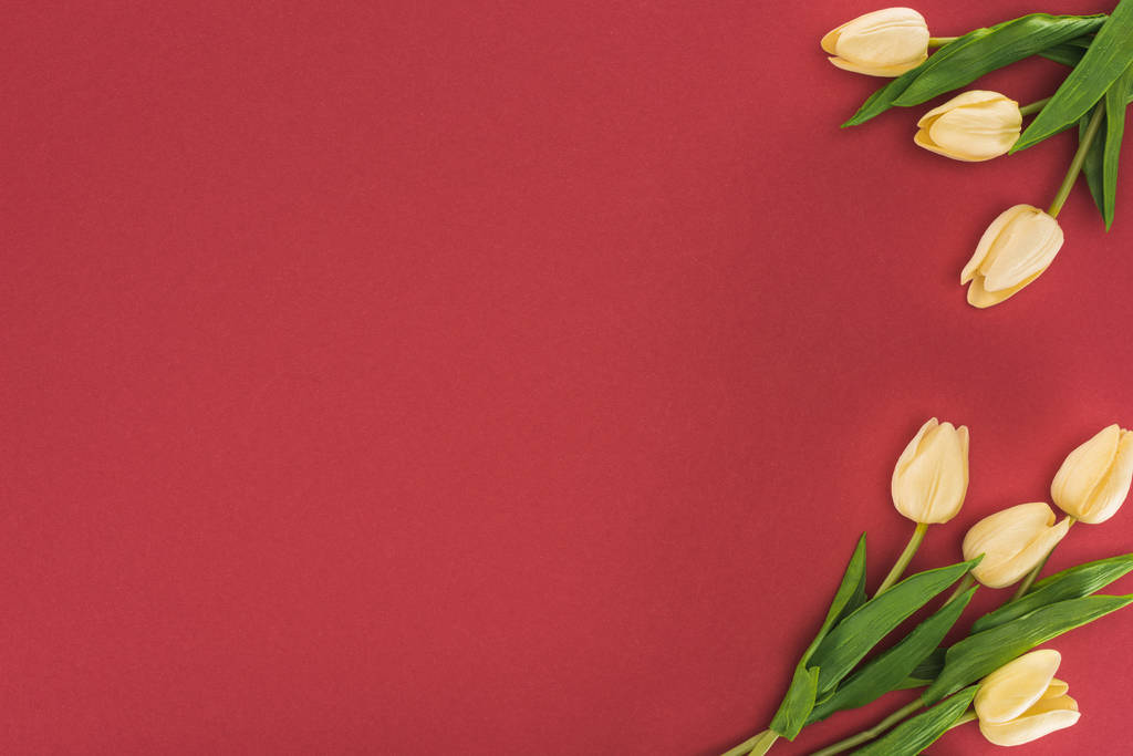 top view of tulips isolated on red with copy space - Photo, Image