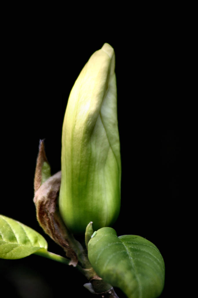 Blütenknospe der Magnolie  - Foto, Bild