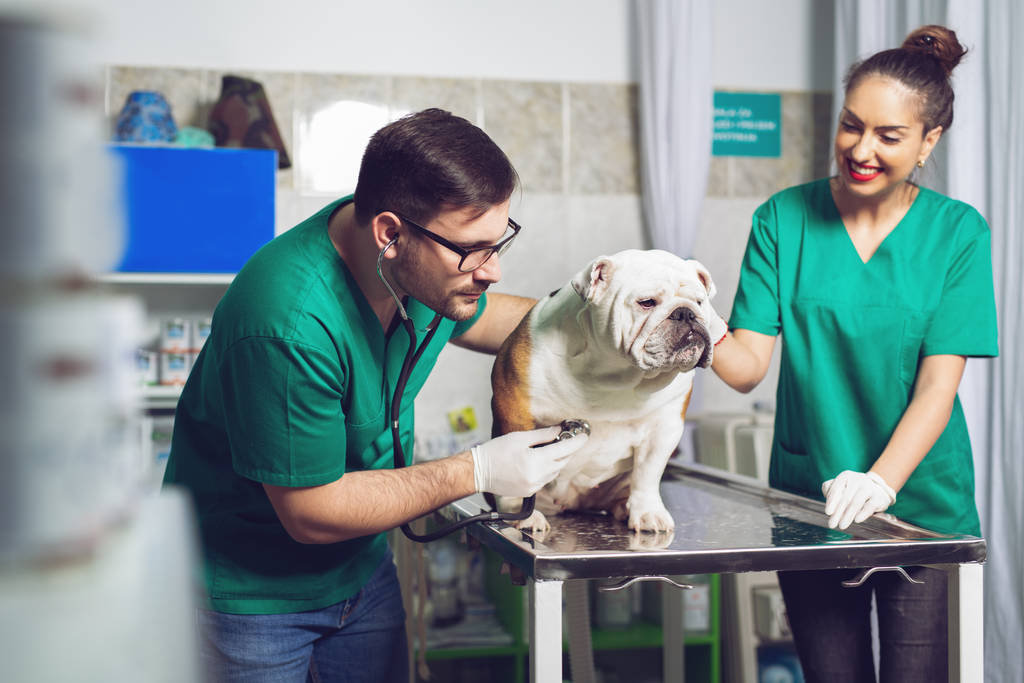 hayvan hastalıklarıyla ilgili ve yardımcısı iş yerinde veteriner Kliniği. - Fotoğraf, Görsel