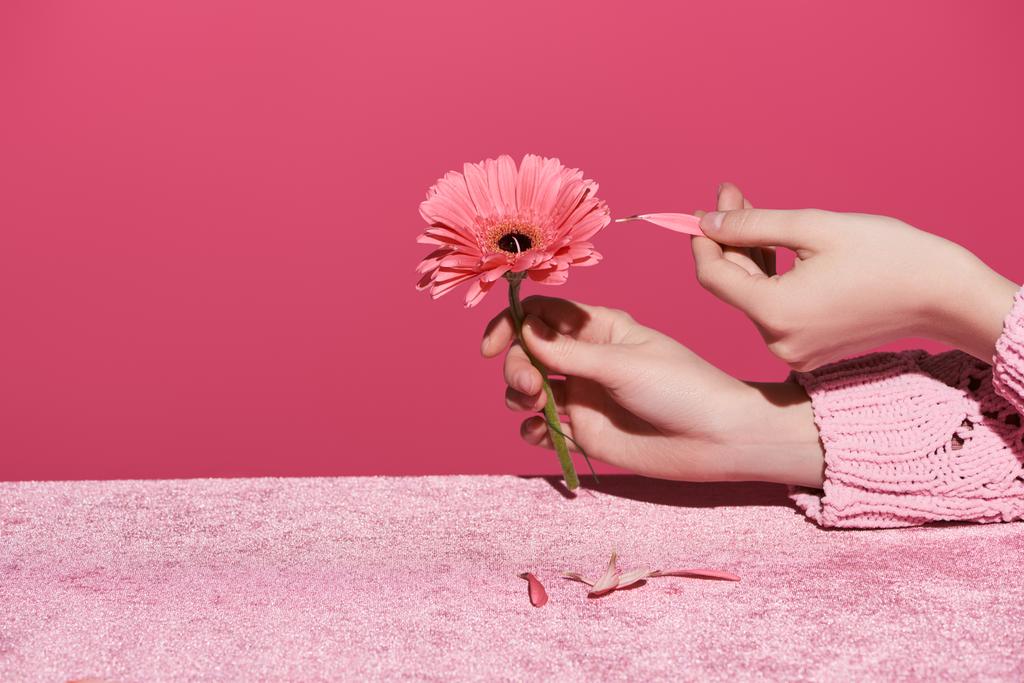 vista recortada de la mujer escogiendo pétalos de gerberas en tela de terciopelo aislado en rosa, concepto femenino
  - Foto, imagen