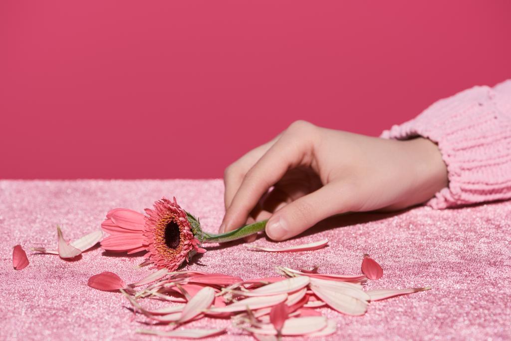 cropped view of woman holding gerbera near petals on velour cloth isolated on pink, girlish concept  - 写真・画像