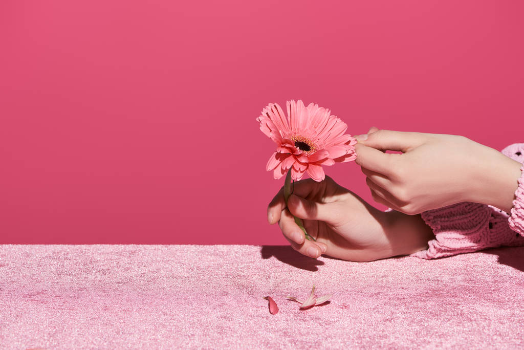 abgeschnittene Ansicht einer Frau, die Gerbera-Blütenblätter auf Velourtuch aussucht, isoliert auf rosa, mädchenhaftem Konzept  - Foto, Bild